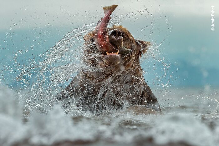 Brown bear catching a salmon in water, captured in stunning wildlife photographer of the year people’s choice award photo.