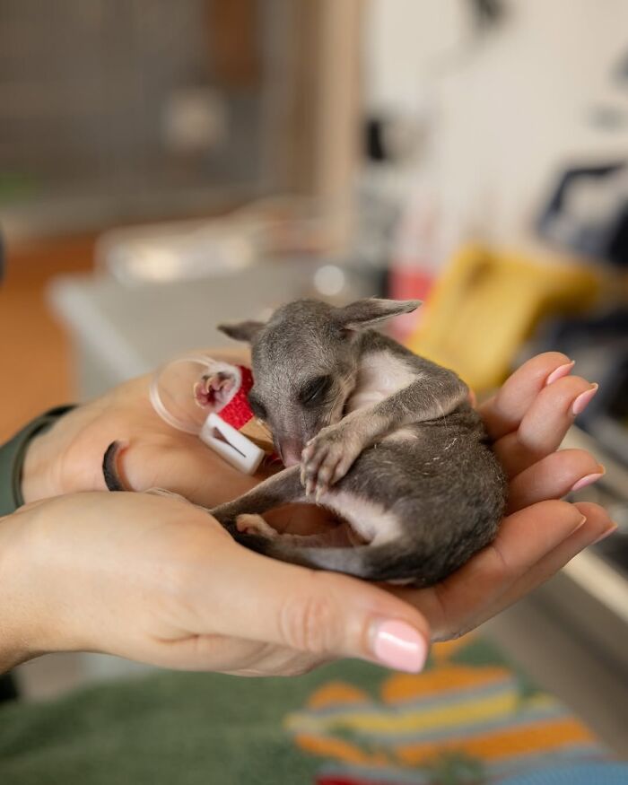 50 Adorable Wildlife Rescue Moments Showing Tiny Animals Safely Resting In Their Caregivers’ Hands