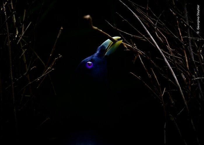 Bird with bright yellow beak and purple eye building nest among dark branches in wildlife photographer of the year award photo