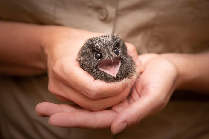 50 Adorable Wildlife Rescue Moments Showing Tiny Animals Safely Resting In Their Caregivers’ Hands