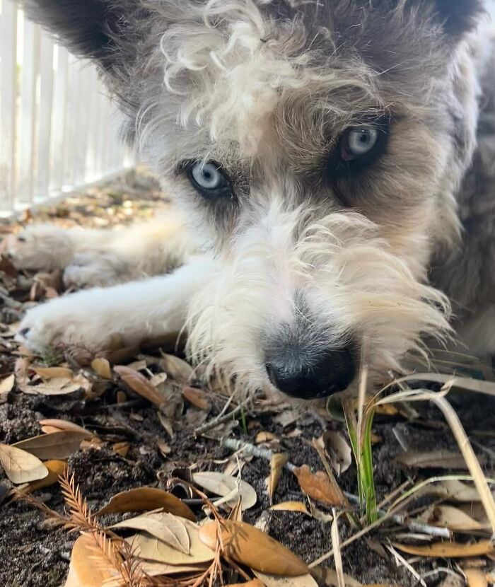 Special Needs Dog Einstein Was Given A Chance, And He’s Thriving Now Special Needs Dog Einstein Was Given A Chance, And He’s Thriving Now