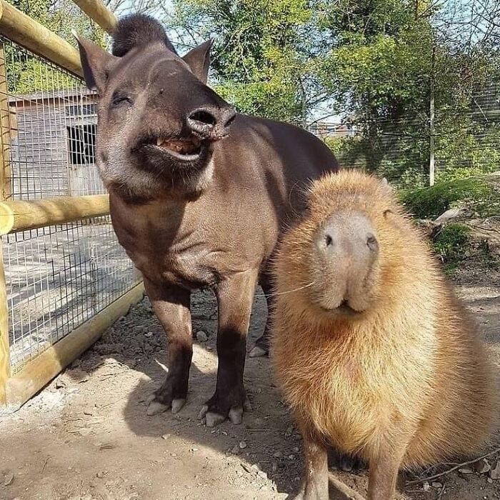 Capybara standing next to a black tapir inside an outdoor enclosure on a sunny day.