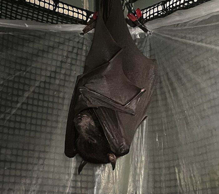 These Adorable And Incredible Bat Photos From Bat World Sanctuary Will Change The Way You See Bats (38 Pics)