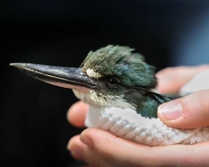 50 Adorable Wildlife Rescue Moments Showing Tiny Animals Safely Resting In Their Caregivers’ Hands