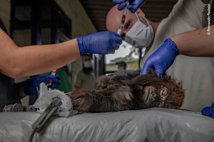 Wildlife photographer of the year people’s choice award image showing a baby sloth receiving veterinary care.