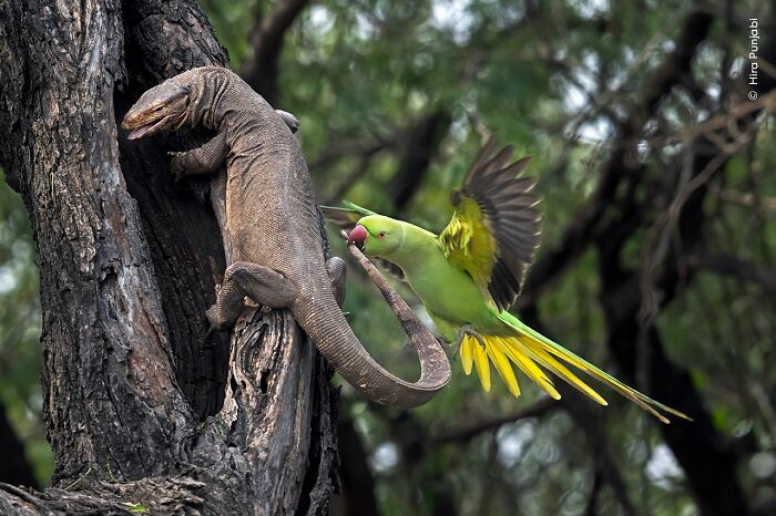 A vibrant parrot in flight interacts with a large lizard on a tree in stunning wildlife photographer of the year image.