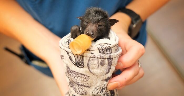 50 Adorable Wildlife Rescue Moments Showing Tiny Animals Safely Resting In Their Caregivers’ Hands