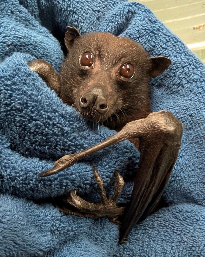 These Adorable And Incredible Bat Photos From Bat World Sanctuary Will Change The Way You See Bats (38 Pics)