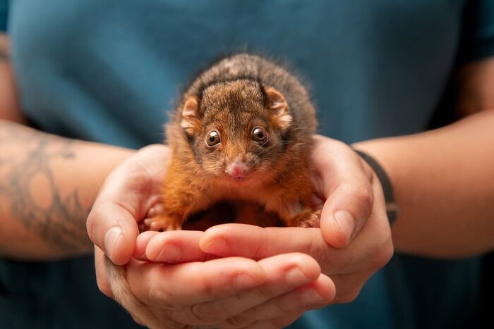 50 Adorable Wildlife Rescue Moments Showing Tiny Animals Safely Resting In Their Caregivers’ Hands
