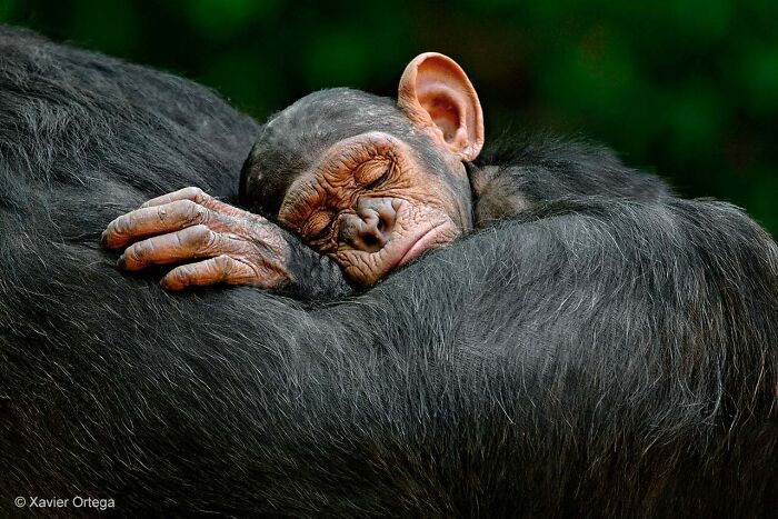 Sleeping baby chimp resting on adult chimpanzee captured in stunning wildlife photographer of the year award photo.