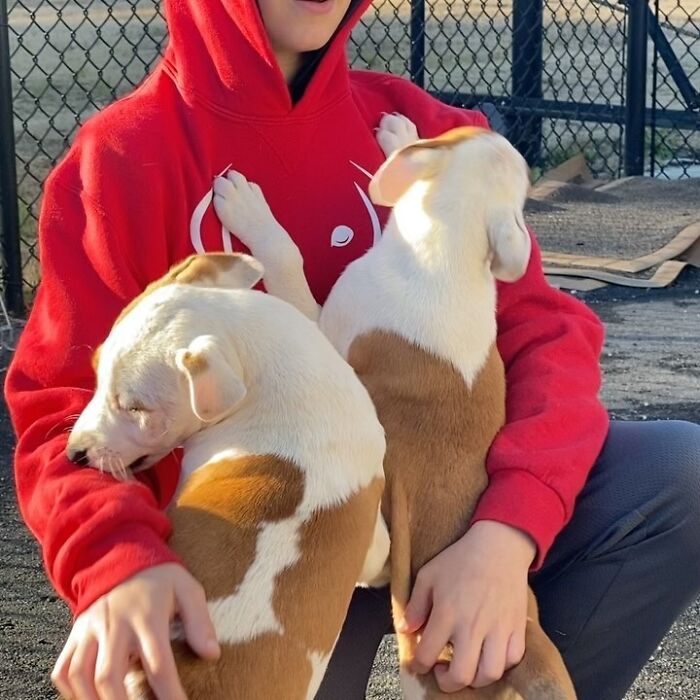 This 14-Year-Old Boy Has Helped Thousands Of Shelter Dogs Find Homes, And His Mission Started When He Was Just 4 (31 Pics)