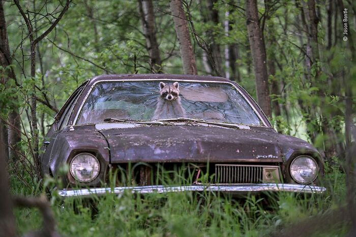Raccoon sitting inside an abandoned car in a forest, captured in a stunning wildlife photographer of the year photo.