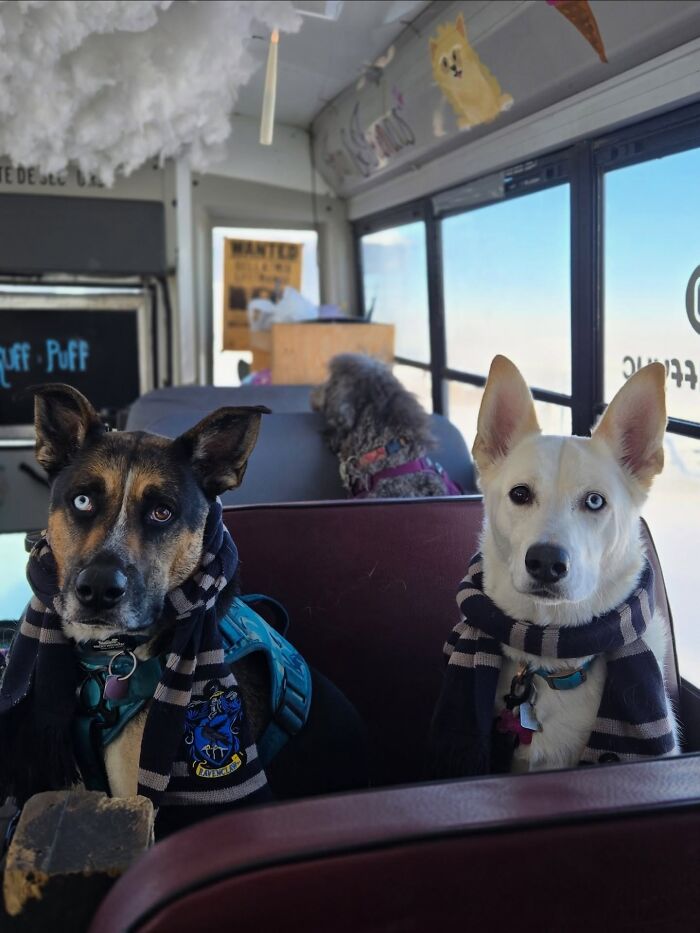 Two dogs with different colored eyes wearing scarves sitting on a real school bus at dog daycare pickup.