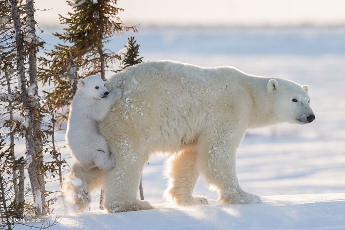 Polar bear mother and cub in snowy landscape captured in stunning wildlife photographer of the year award photo.