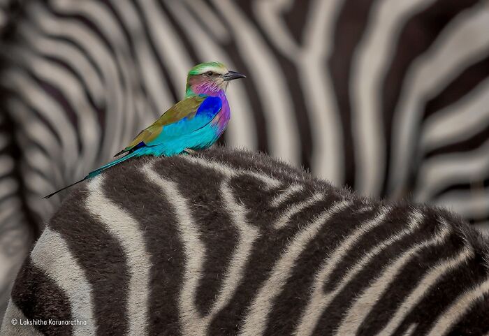 Colorful bird perched on a zebra’s back, showcasing wildlife in a stunning photo from the Wildlife Photographer Of The Year award.