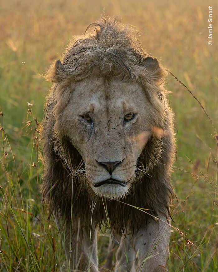Close-up of a lion in tall grass captured in a stunning wildlife photographer of the year people’s choice award photo.