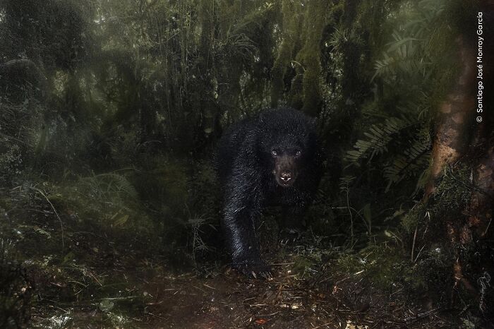 Black bear walking through dense forest captured in a stunning wildlife photographer of the year People’s Choice Award photo.