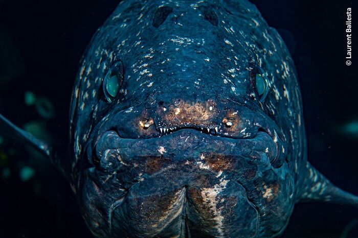 Close-up of a large underwater fish showcasing details in a stunning wildlife photographer of the year photo.