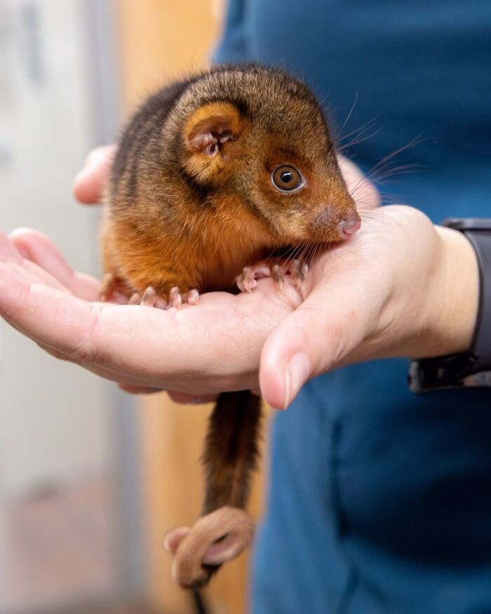 50 Adorable Wildlife Rescue Moments Showing Tiny Animals Safely Resting In Their Caregivers’ Hands