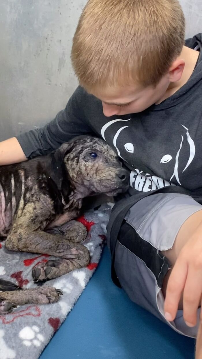 This 14-Year-Old Boy Has Helped Thousands Of Shelter Dogs Find Homes, And His Mission Started When He Was Just 4 (31 Pics)