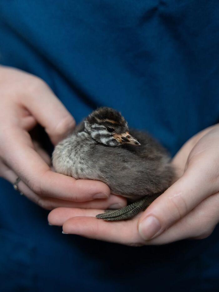 50 Adorable Wildlife Rescue Moments Showing Tiny Animals Safely Resting In Their Caregivers’ Hands