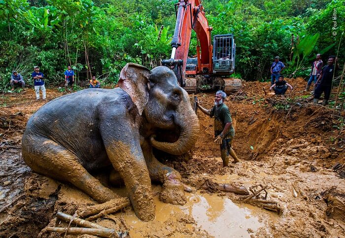 Elephant stuck in mud being rescued by people with heavy equipment in wildlife photographer of the year contest photo