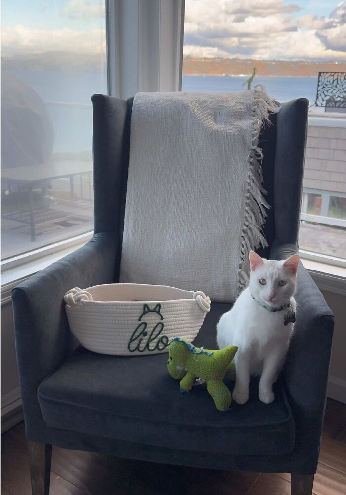 This Guy Thought He Was A “Dog Person” Until Rescue Kitten Lilo Changed His Mind This Guy Thought He Was A “Dog Person” Until Rescue Kitten Lilo Changed His Mind