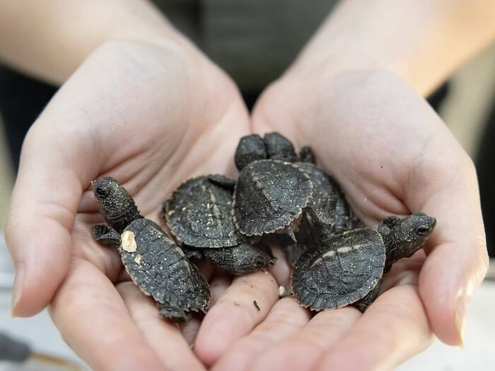 50 Adorable Wildlife Rescue Moments Showing Tiny Animals Safely Resting In Their Caregivers’ Hands