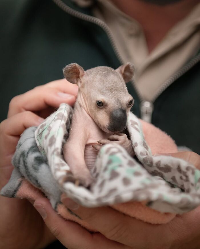 50 Adorable Wildlife Rescue Moments Showing Tiny Animals Safely Resting In Their Caregivers’ Hands