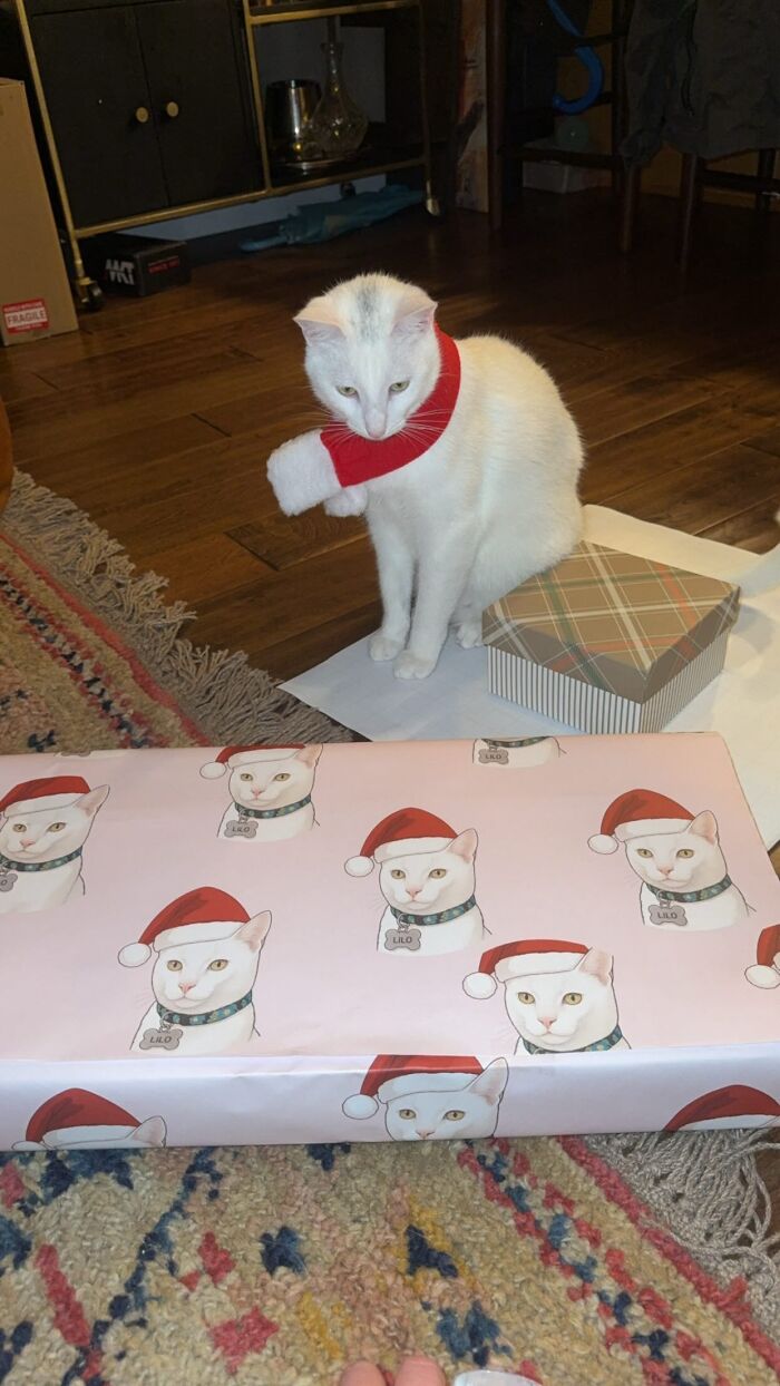 This Guy Thought He Was A “Dog Person” Until Rescue Kitten Lilo Changed His Mind This Guy Thought He Was A “Dog Person” Until Rescue Kitten Lilo Changed His Mind