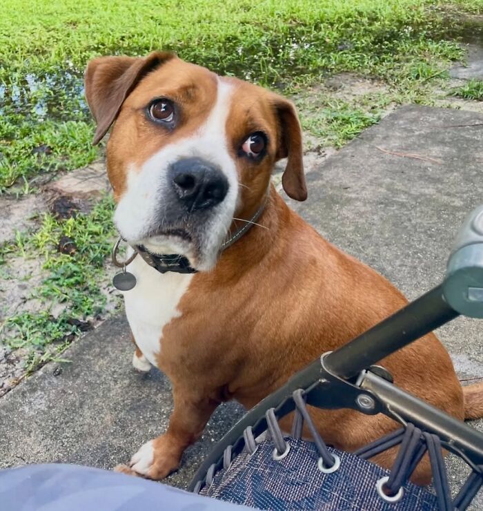 Um gatinho mudou a vida deste homem e agora ele resgata animais em tempo integral