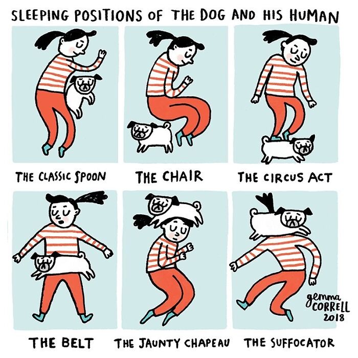 Cartoon showing various funny sleeping positions of a pug and its owner illustrating pug owner behaviors.