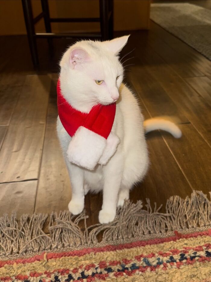 This Guy Thought He Was A “Dog Person” Until Rescue Kitten Lilo Changed His Mind This Guy Thought He Was A “Dog Person” Until Rescue Kitten Lilo Changed His Mind