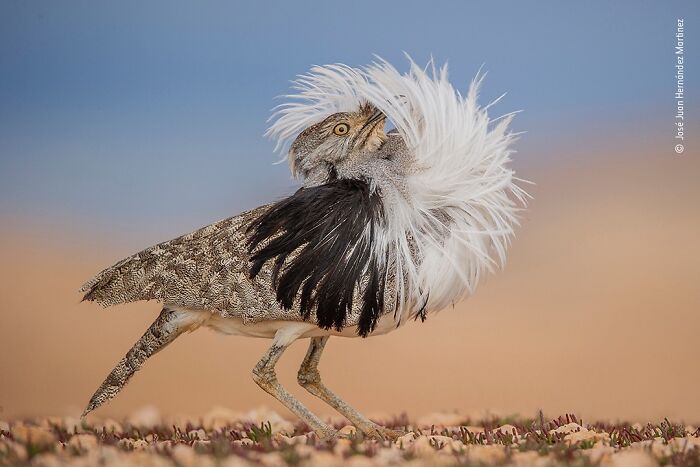 Bird with elaborate white and black feathers captured in stunning wildlife photographer of the year award photo.