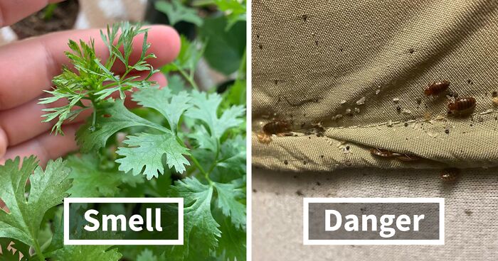 “Literally Saved My Life”: 57 Odors You Should Never Ever Dismiss