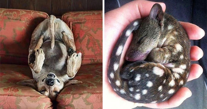 This Page Shared 40 Stunning Animal Photos That Show Nature At Its Best