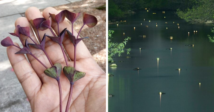 69 Nature Pics That Are As Interesting As They Are Beautiful