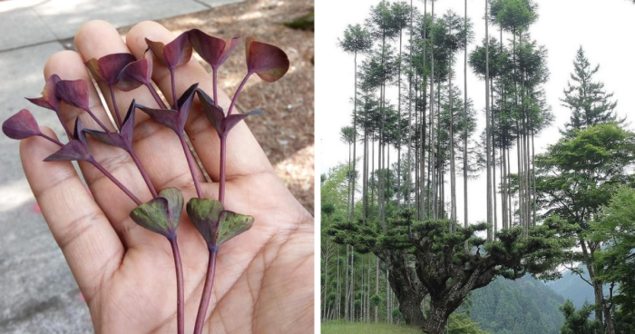 69 Nature Pics That Are As Interesting As They Are Beautiful