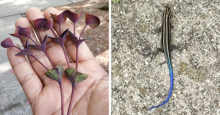 “Nature Never Ceases To Amaze”: 69 Fascinating Photos That Show A Different Side Of The Great Outdoors