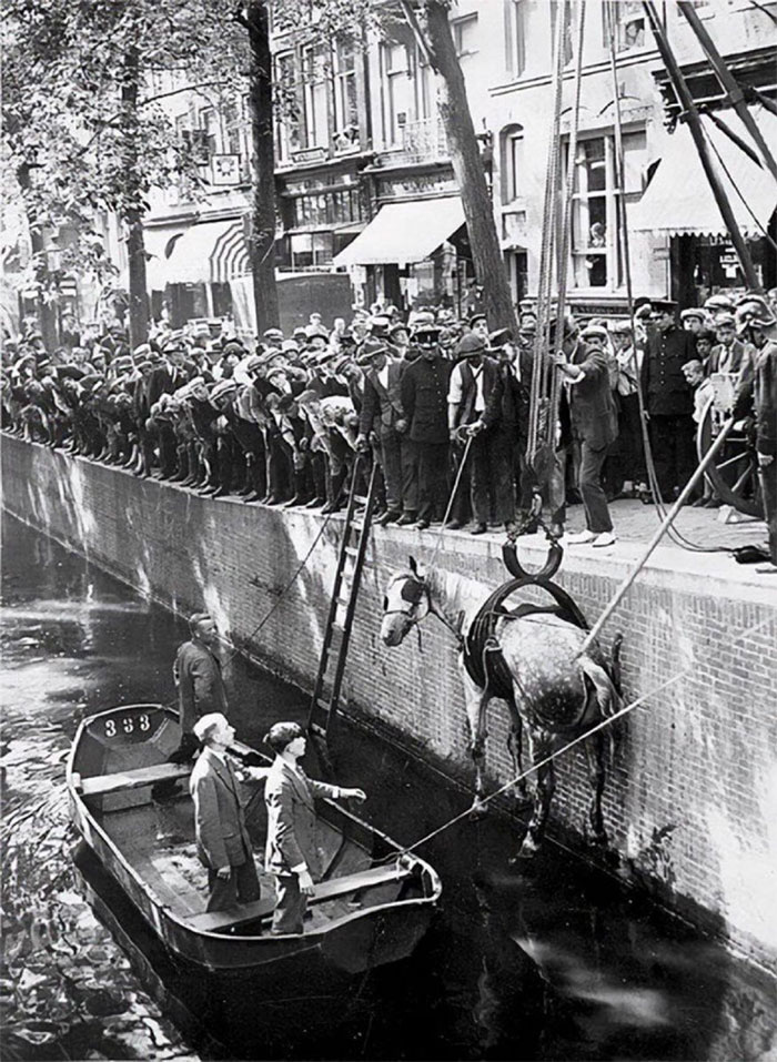 Crowd watches as workers use a crane to lift a horse from a canal in a historic black and white photo.