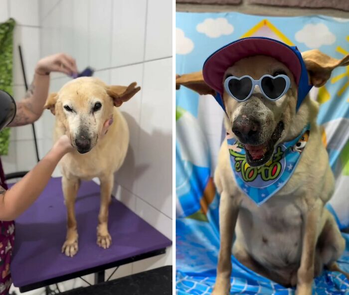 This Senior Dog Waited Years In A Shelter Until One Man Finally Gave Him A Home