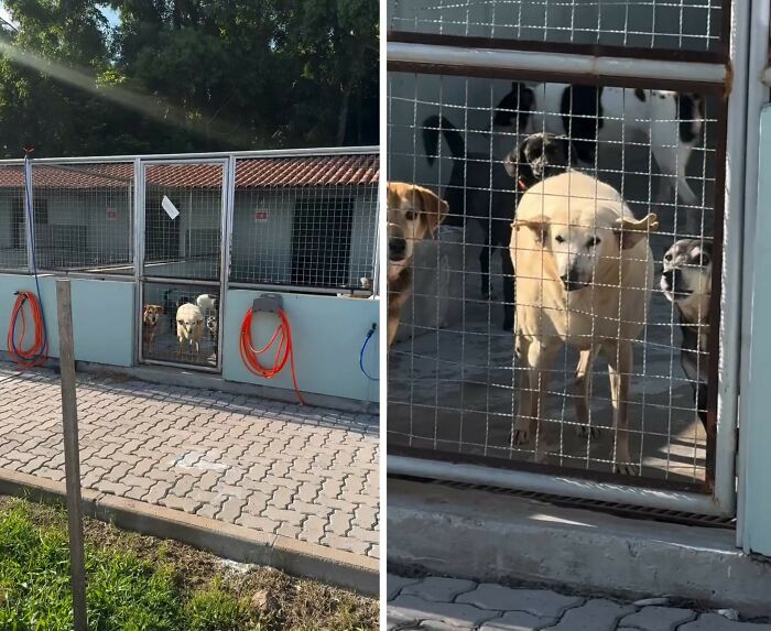 This Senior Dog Waited Years In A Shelter Until One Man Finally Gave Him A Home