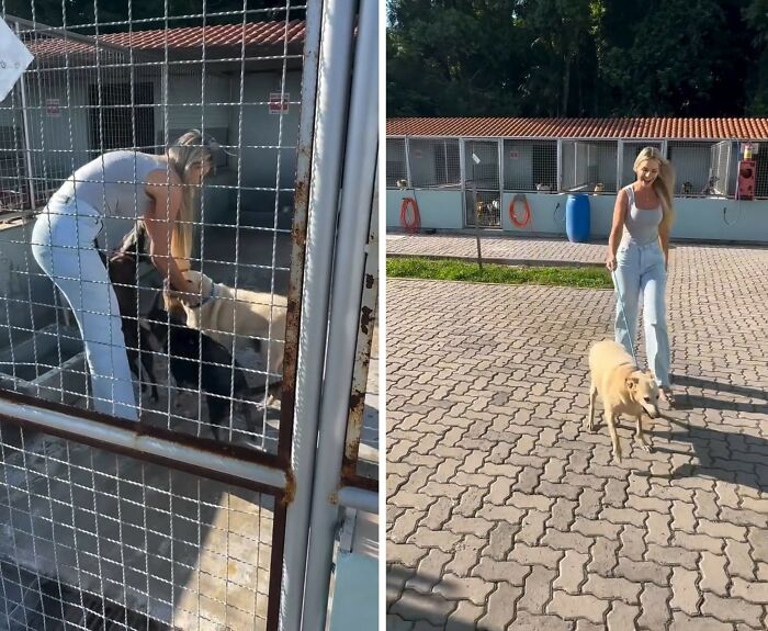 This Senior Dog Waited Years In A Shelter Until One Man Finally Gave Him A Home