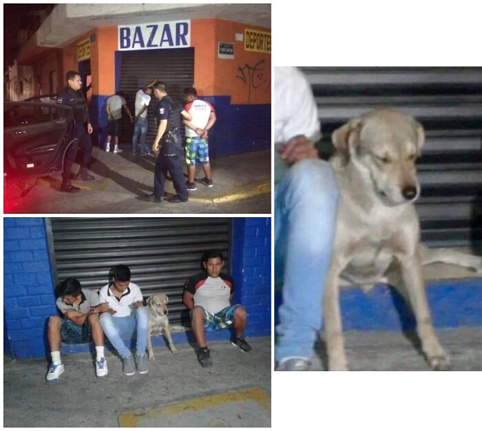 Police detaining young men while a dog sits calmly beside them, showing unexpectedly beautiful bonds between humans and animals.
