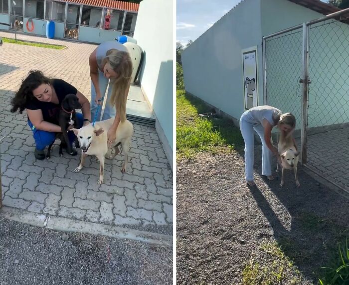 This Senior Dog Waited Years In A Shelter Until One Man Finally Gave Him A Home