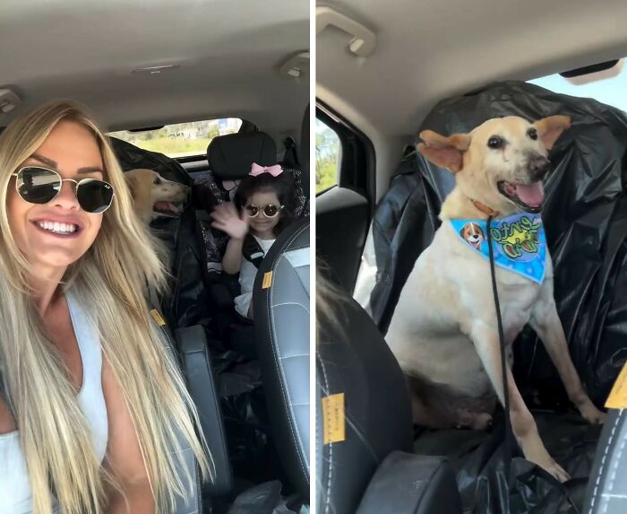 This Senior Dog Waited Years In A Shelter Until One Man Finally Gave Him A Home