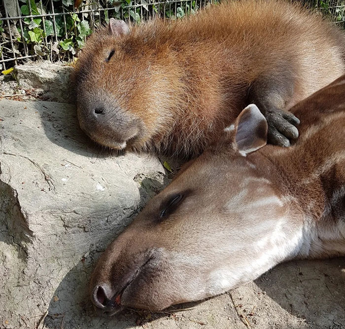 Capybara and tapir peacefully sleeping side by side, showcasing unexpected cross-species friendships in a serene setting.
