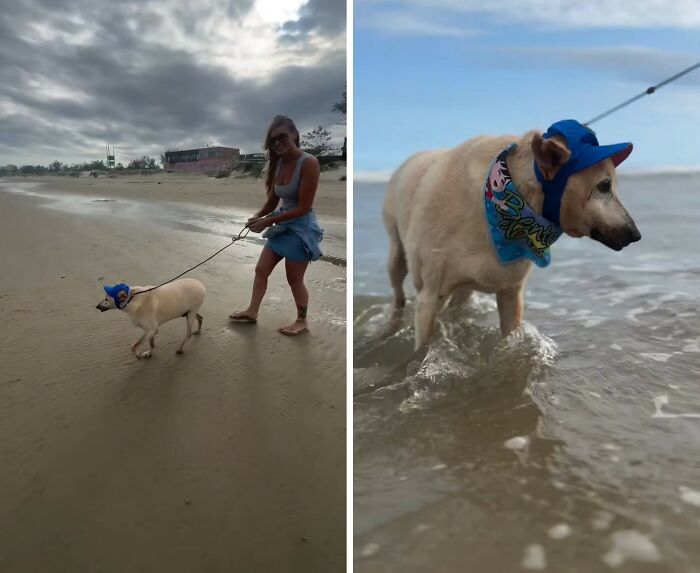 This Senior Dog Waited Years In A Shelter Until One Man Finally Gave Him A Home