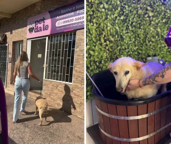 This Senior Dog Waited Years In A Shelter Until One Man Finally Gave Him A Home