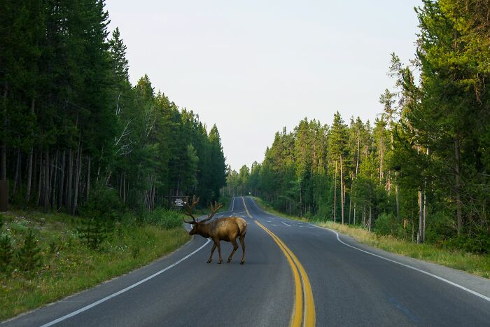 Elk crossing a forest road at dusk, one of the strange things people witnessed that made them question everything.